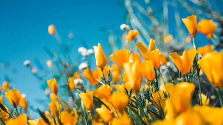 Spring flowers